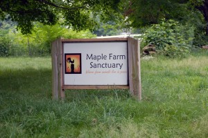 Maple Farm Sanctuary is an animal sanctuary providing lifelong homes for abused, abandoned and unwanted farmed animals while promoting a humane diet and respect for all life through public information.