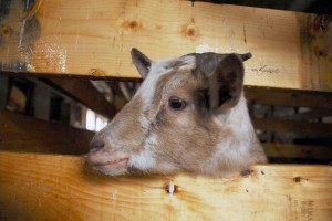 Bentley, once the youngest goat seeing Petey (put-put) for the first time. "Ut oh, my reign is over. A spot light stealer has arrived!"