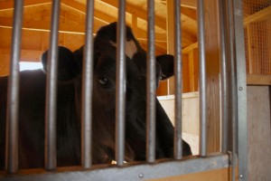 This is a big steer. I forget his name but he has a problem with his eye sight. He can only see shadows.