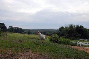 This is a deep thinking chicken...