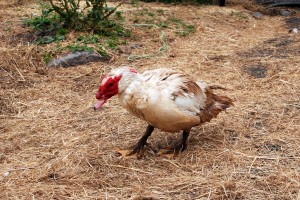 This is a duck who just likes hanging out doing his thing.