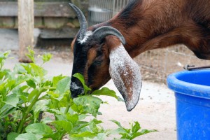 Sid or Chloe? Not sure but eating greens for lunch!