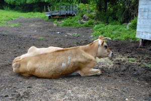 This cow has a sad story. Mom gave birth to him but didn't make it because of the stresses milk cows go through. Milking cows are kept in a constant state of being pregnant in order to produce milk. No one thinks about what happens to there babies. They are taken away right after birth which is cruel to the moms and babies. And the males go off to become veal calves or beef cows. So sad.