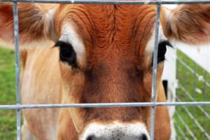 This lucky fellow, who I believe is named Johnny, gets a better life than his counter parts. He gets to grow up and be a cow, not food.