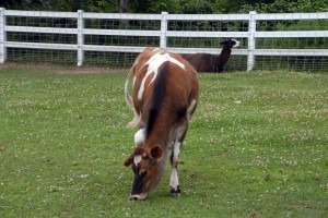 This boy was supposed to be veal. Now he's a living cow. Not quite big enough to be considered a steer. Happy boy eating grass :)