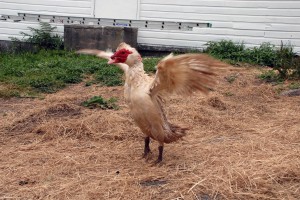 You go with your bad self! Flap if you are happy! Yup, this duck is happy for sure!