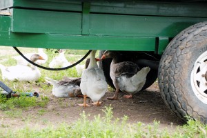 These geese have a great story! They were being brought in two small carrying cases somewhere to be sold for food. Well, the truck they were in hit the car of this woman who came up with a great idea. She told the driver if he gives her the geese she won't report it to the insurance company. He agreed and the geese were brought to the sanctuary. Yay! New home. Same geesey attitude. They hiss at you if you get too close, but they're still cute to look at!