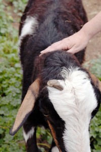 Goat love!