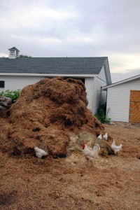 They grow their own hay. And its clear the chickens rule here. Hay Chickens! You're Fabulous!