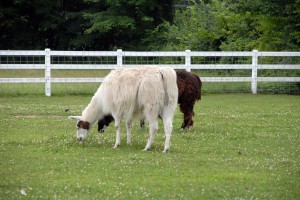 These llamas like their life here.