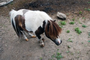 This is lucky. Lucky was rescued from a local miniature horse breeder who had left him to die in a pen with many other neglected miniatures. He was also born with a hoof deformity.