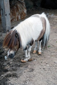 His hair is so long. I wonder if he has eyes?