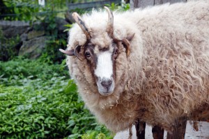 I forget his name. I know he is old and and wise. And very serious. Also, loves scratches!