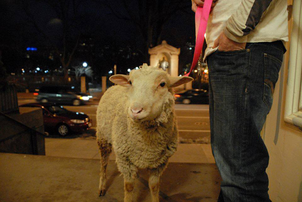 This is Finn on Christmas Eve outside of Arlington Street Church, Unitarian Univeralist